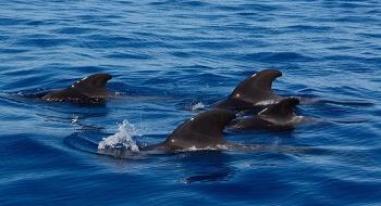 Tenerife Attractions